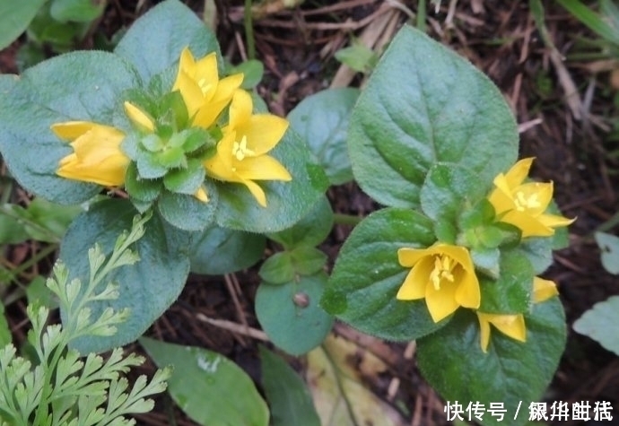 泡水|肝脏不好，不要急着吃药，此草泡水喝，保护肝脏，还排出身体毒素