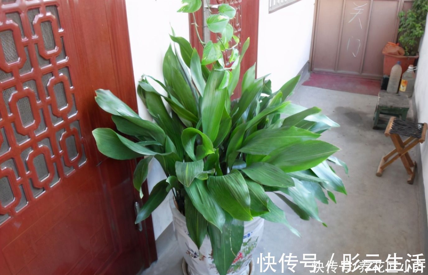 一种独特的“喜荫花”，它非常好养，单独一棵只长一片叶子