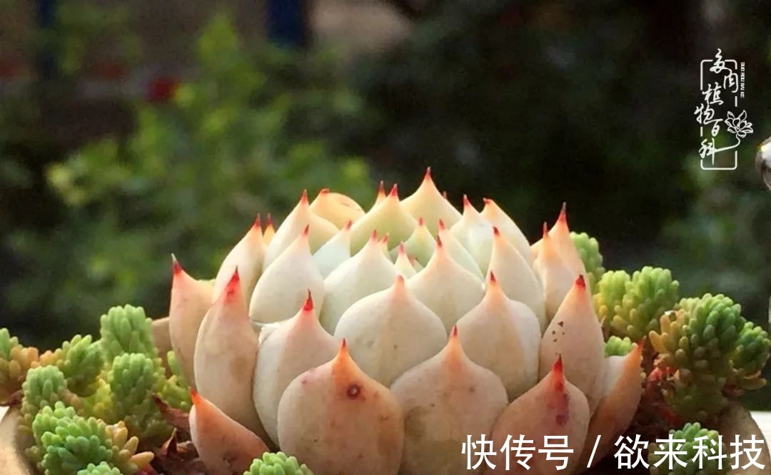 柴米油盐的日子,养几盆多肉吧,为生活添几抹色彩!