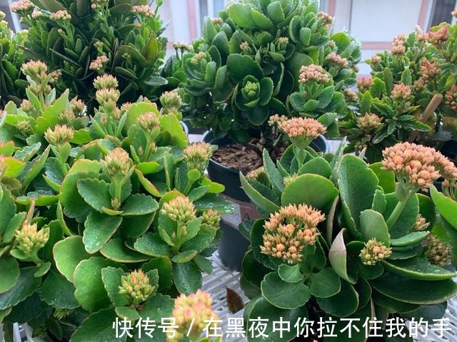 秋天到长寿花“撒欢长”，教你3个窍门，摁住枝条，长花苞