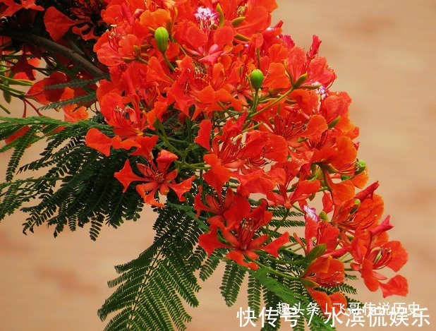 鲜花|此花花朵像凤凰一样,赤红色的花朵就像火焰,寓意着火热青春