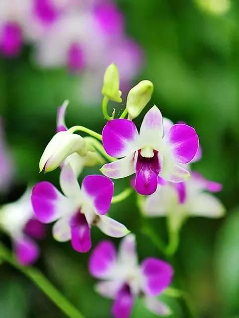 极品兰花（美醉了！）