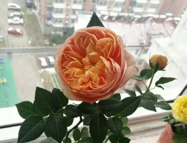 室内养月季,记住3点“技巧”,每隔10天就有新的花苞,花繁叶茂