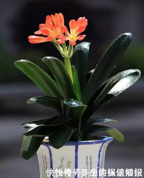 答案|君子兰为什么“不能不”晒太阳老花友告诉你答案!