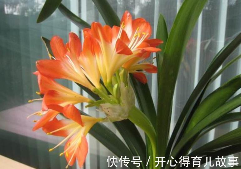 植株|想要君子兰开花多不夹箭,一定要“喂饱”它,吃饱了才能不断开花