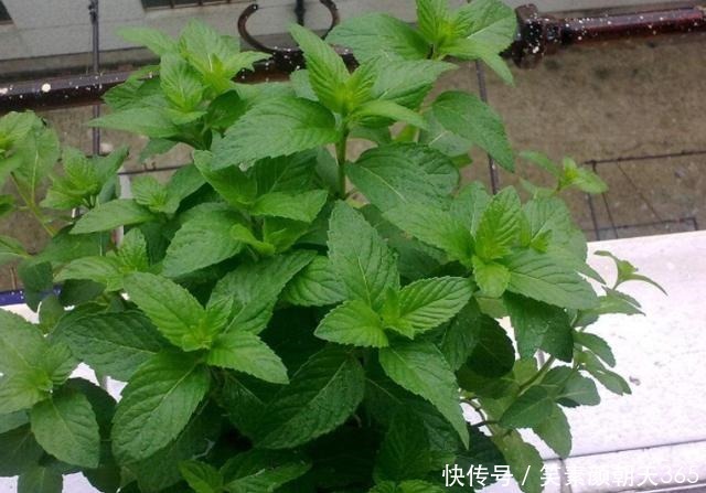 花花草草|失眠的花友养花当选此3款,对健康有益,养护还贼简单省心