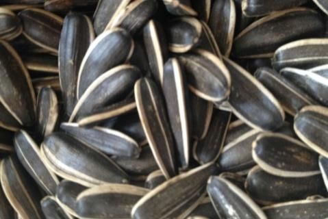 不饱和脂肪酸|吃瓜子等于“喝油”？营养师：真正不能吃的，或许是这2种瓜子