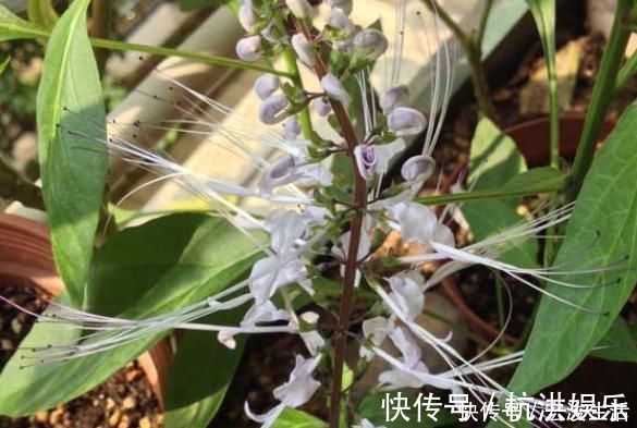 石良药|农村俗称“肾草”，遇到赶紧挖回家，如今很稀少，是打结石良药