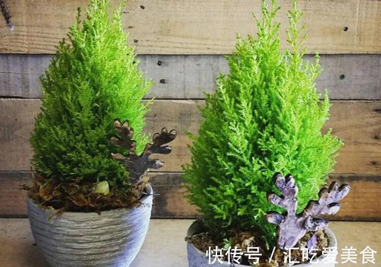 家庭盆栽绿植选小香松,香味清新迷人,种植方法简单