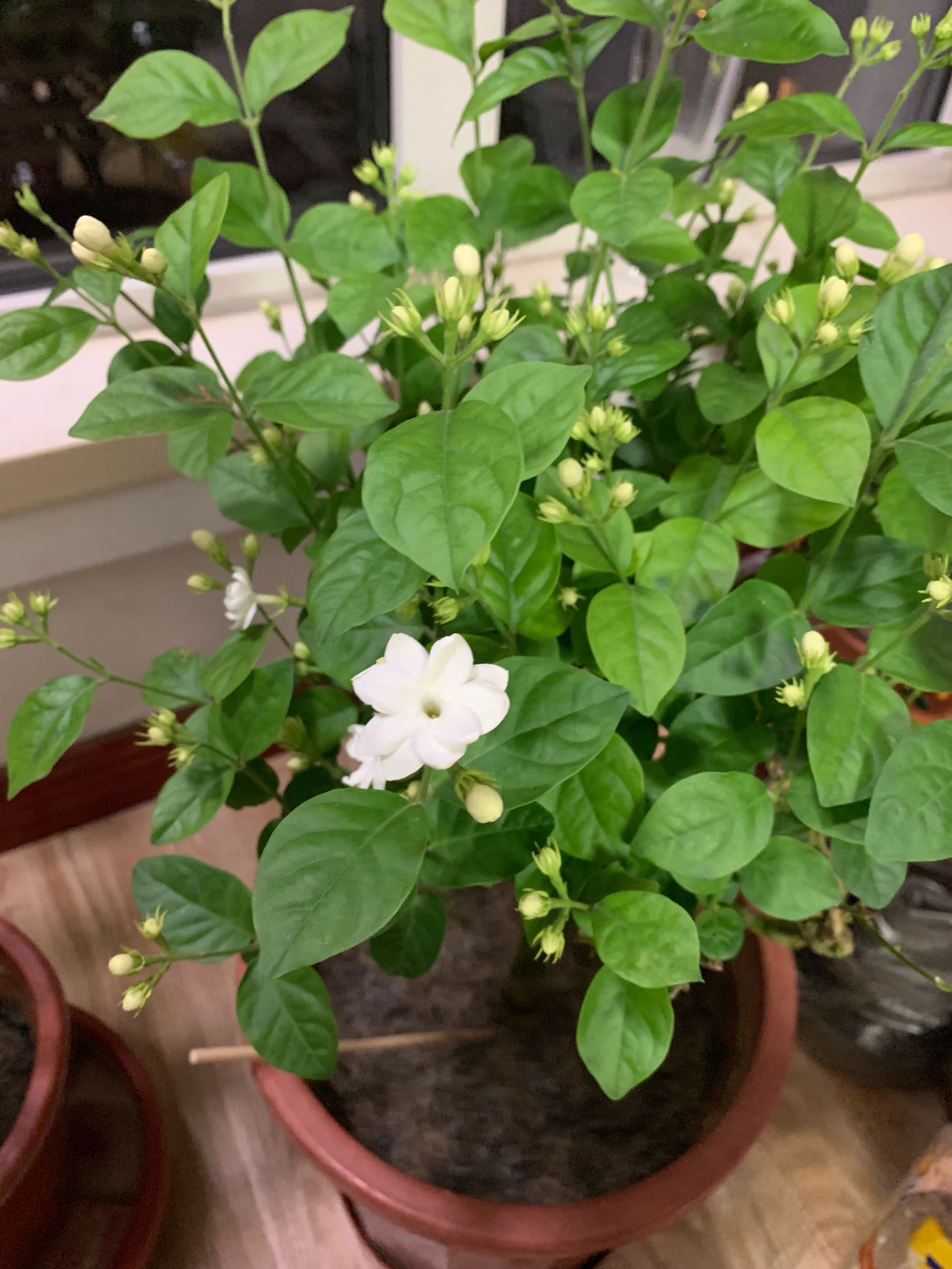 北方如何养茉莉花教你几招，可枝繁叶茂，年年开花，香气飘满屋