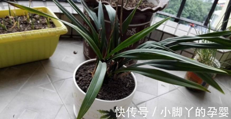 气温转凉后，顺应季节变化做出这些调整，盆栽才不会黄叶掉叶