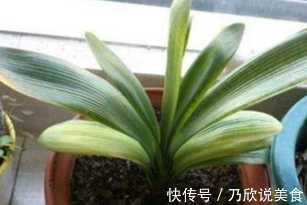 君子兰叶子发黄怎么办教你几招,让叶片重新焕发亮绿!