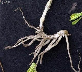 宝铎草生长于林下或灌木丛中花开黄色、绿黄色或白色