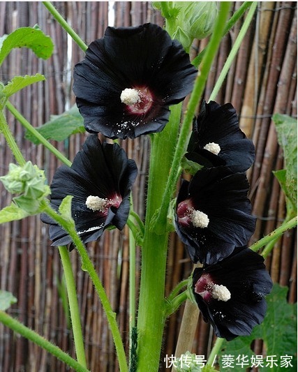 10种罕见的黑色花，都说很高贵，我怎么觉得诡异
