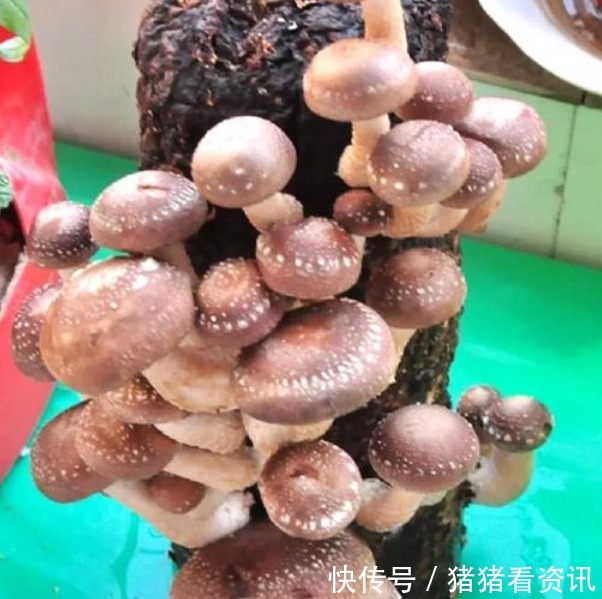 阳台养上“4种菜”,长得快结果多,一摘1篮子,不用出门买!