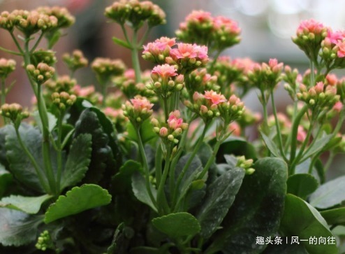 枝条|家养长寿花不知道怎么开花学会这三个小技巧,轻松花开爆满盆