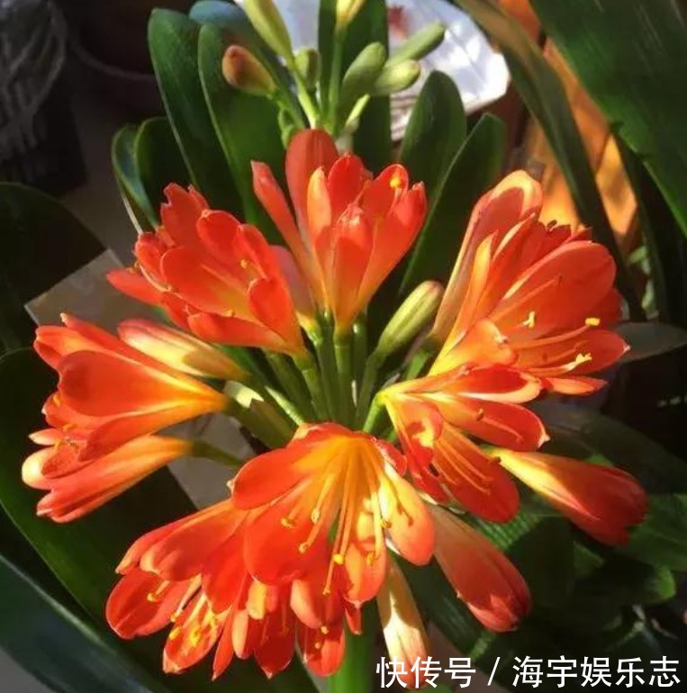 花卉盆栽|3种“垃圾”垫盆底，不黄叶烂根，1年四季叶子油绿，花开爆盆！