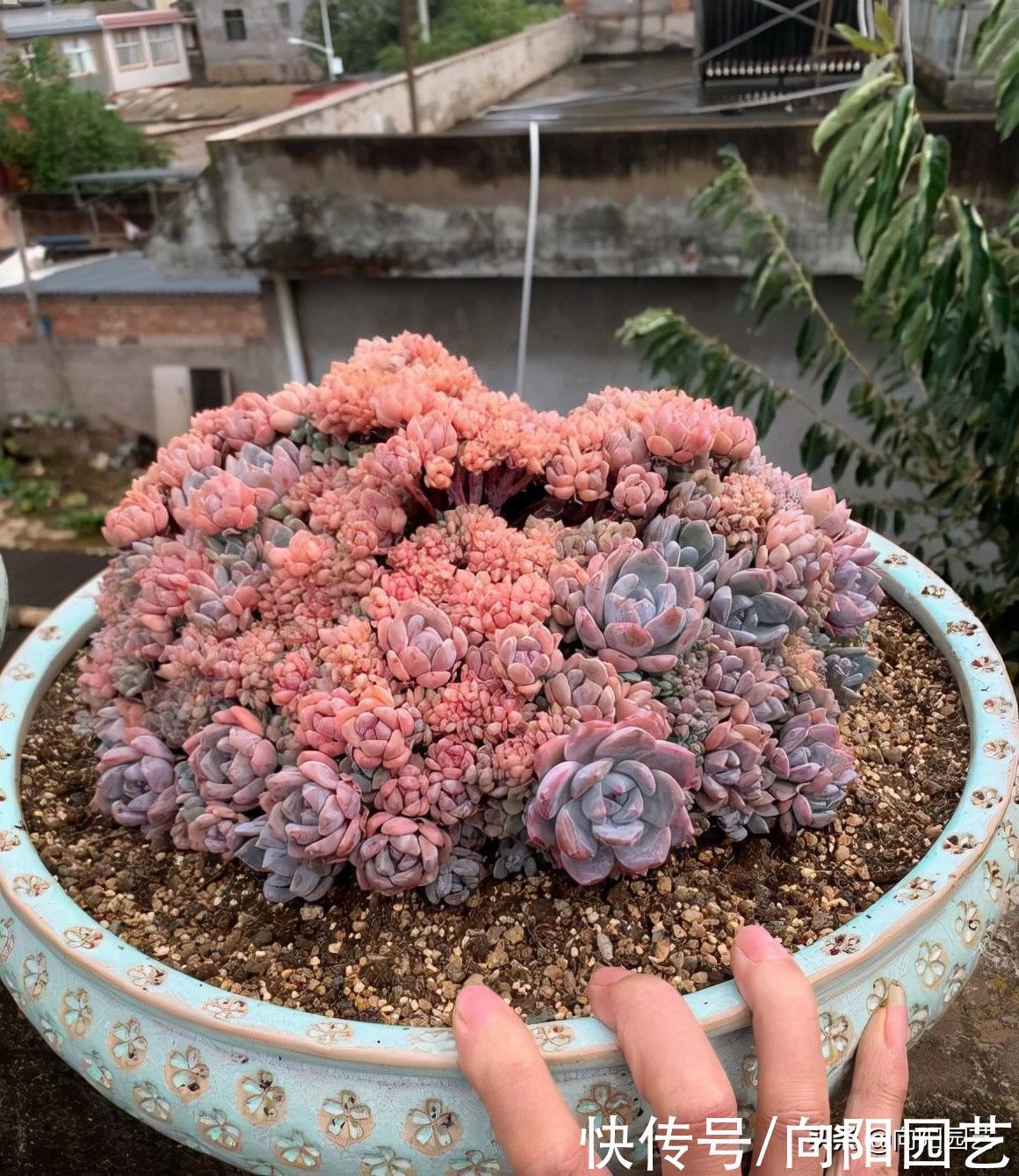 瞧瞧多肉大神的肉肉,盆盆是精品,棵棵价格不菲,你爱了吗