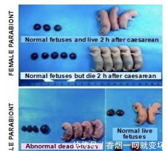 生崽|公鼠成功怀孕生崽,男人生孩子还远吗?