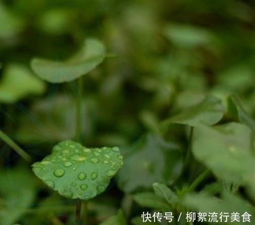 3种网红绿植,经常在河边遇见,种在家里好养又招财!