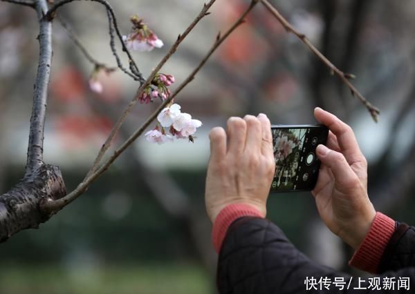 春花|申城春早，樱花渐入佳境，静安雕塑公园上演“梅樱争春”
