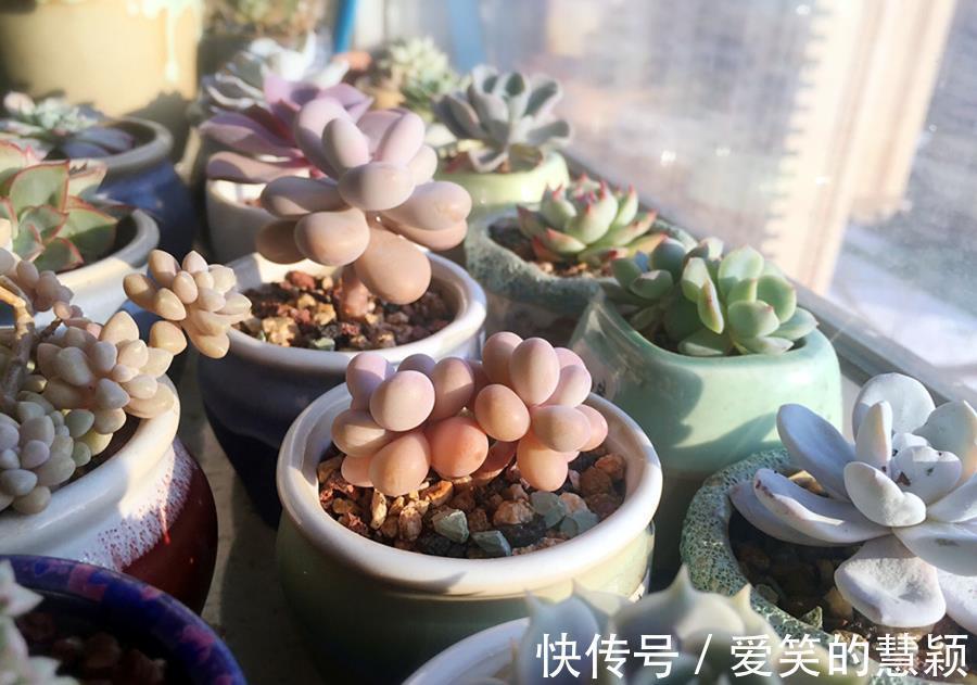 小花|多肉桃蛋培育成老桩，如何又好又快