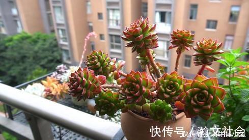 根系|多肉出现5个症状，说明根系出问题，需及时换盆！