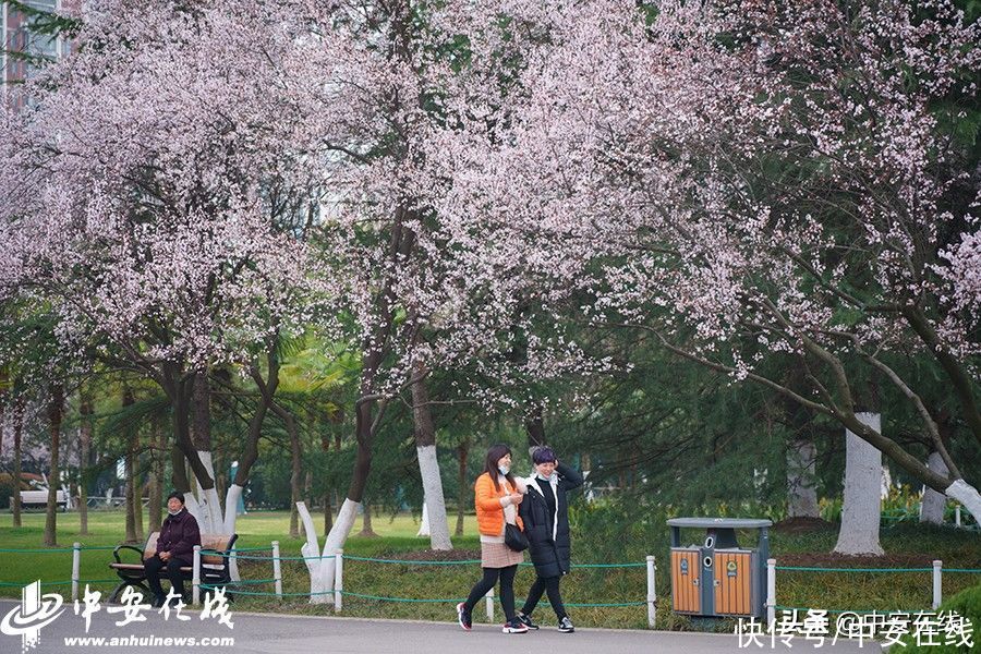 合肥迎惊蛰节气 杏花公园春和景明(组图)