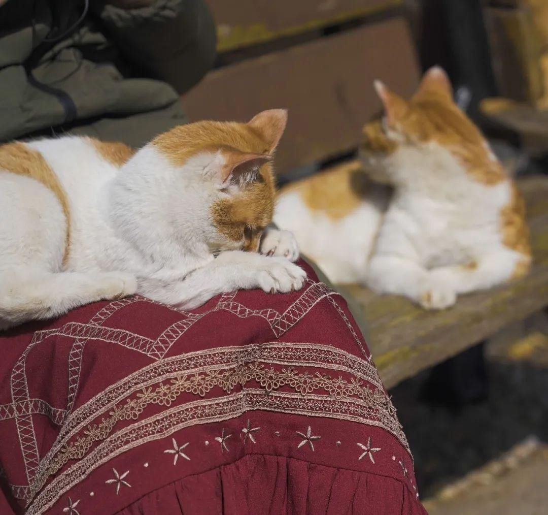 古城|春到同济!太(you)爱(fu)了(li)!