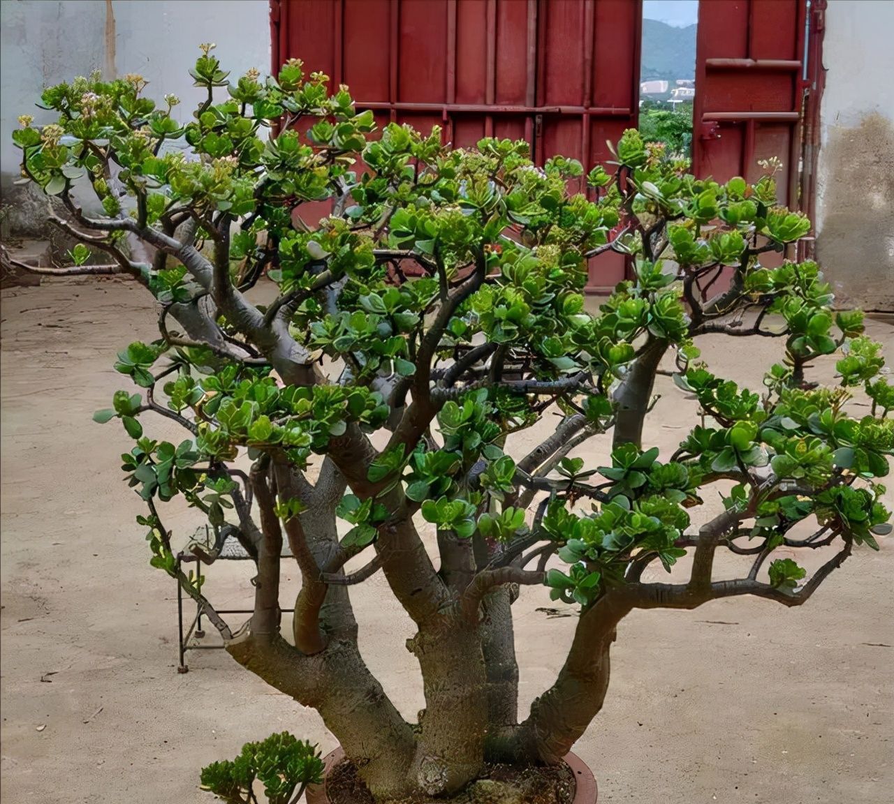 长寿花总“装菜”,赶紧“虐一虐”,加快分化,开春就能闻到花香