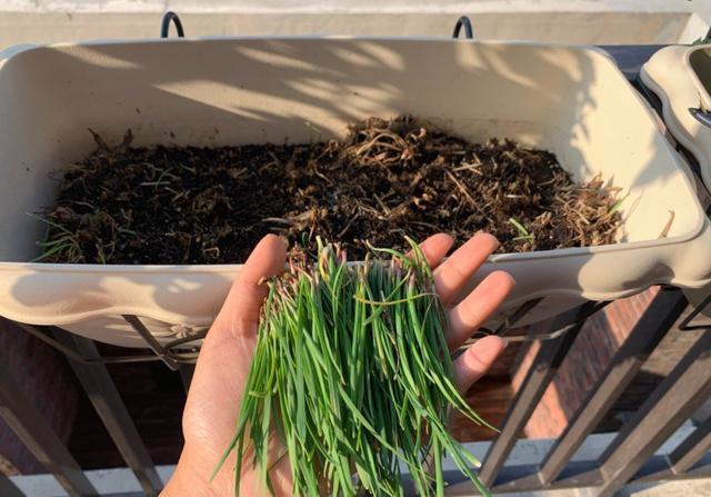 种子|秋天阳台种韭菜,用2个“小妙招”,叶片更大更绿,冬天收获多多