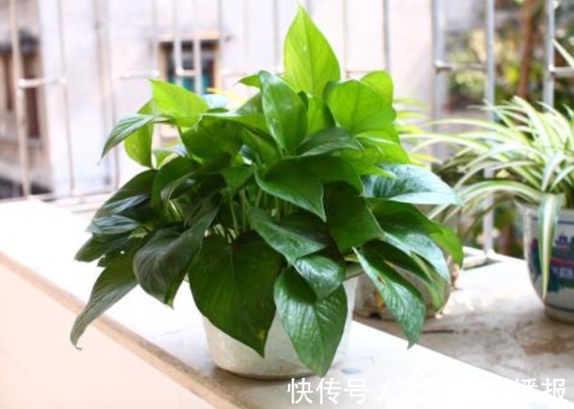 这3种花“不吉利”，再喜欢也别放在屋里养，家里有的快扔掉