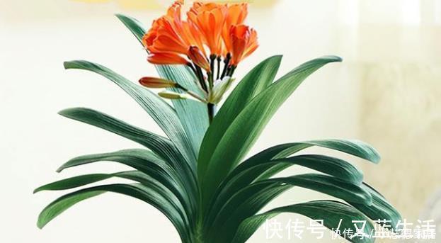 养君子兰要先养好根,三种东西养根又护根,多年经验积累