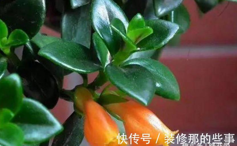 君子兰|适合客厅养的“4种花”,少晒太阳、少浇水,开花越旺“人也旺”