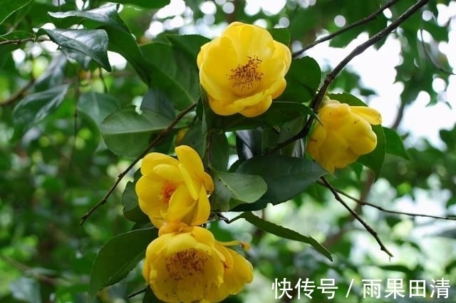 这种花卉,被誉为“植物黄金”,香气浓郁,晒干后可泡茶煮汤