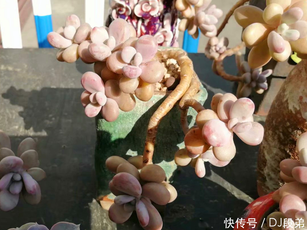 包菜类|容易养成造型老桩的多肉,带着岁月沉淀的沧桑美,有的还是网红