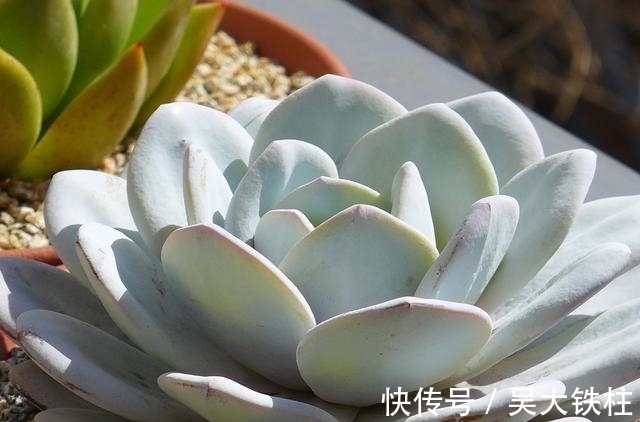 浇水|霸气而不失唯美的多肉白凤,用大盆养成老桩,出了状态人见人夸