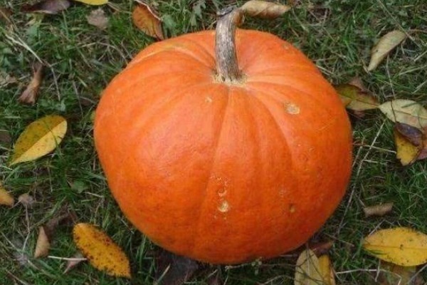 忌口|女性来“例假”不用忌口的4种食物,护肤养颜,体重悄悄降下来!