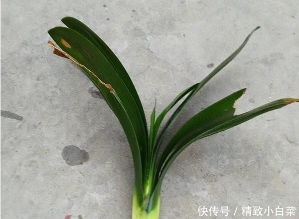 鳞茎处|君子兰的根都烂没了,一个小方法能让它再次生根发芽至爆盆!!