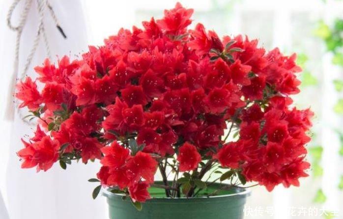 种花|4种花很好养,耐热耐晒更耐旱,比吊兰好养,你养了吗