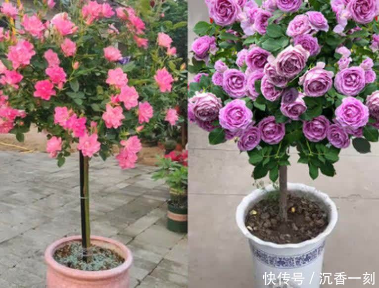 建议爱花人,有闲钱就养一株,花色艳丽,观赏大气