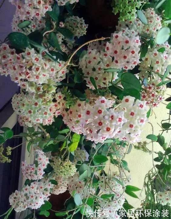 夏天|7种漂亮花，自带“体香”，阳台养一盆，家里就像喷香水