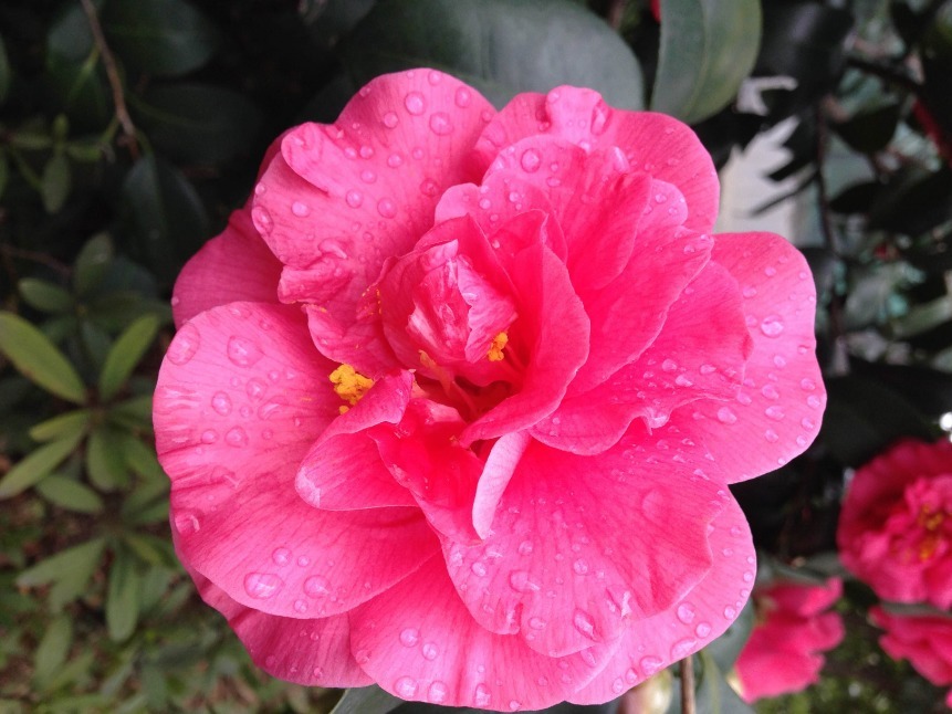 茶花爆盆很简单,掌握它的小习性,叶绿根粗花量大!