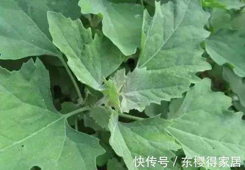 养肝护肝|养肝就是抗衰老，3种常见野菜，养肝护肝，肝脏排毒，女人更年轻