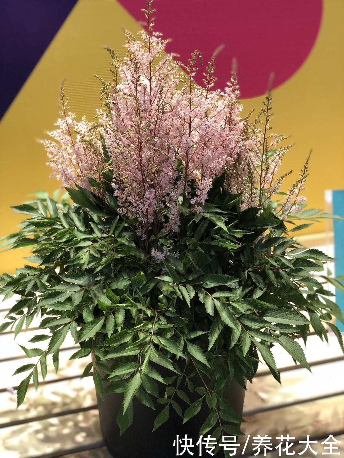 农村常见的野草，城里人当成了宝贝，花市卖得还挺贵