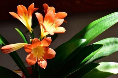 雷区|冬季君子兰怎么养?避开4个雷区,生长健壮年年开花!