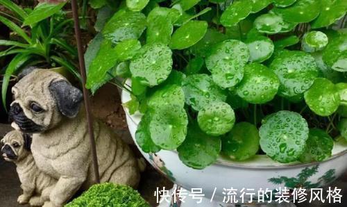 喷洒|小苏打养花技巧:堆肥去异味,喷洒叶面杀虫抑菌,天然清洁剂