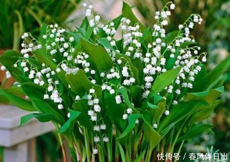 4种花漂亮又容易爆盆，越贱养越爆盆，一开就是300多天