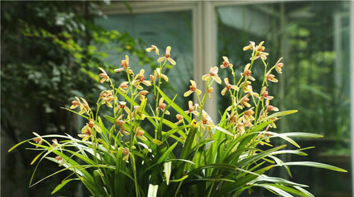 用来|什么淘米水、黄豆水都不如它,用来养兰花,新叶侧芽一起长
