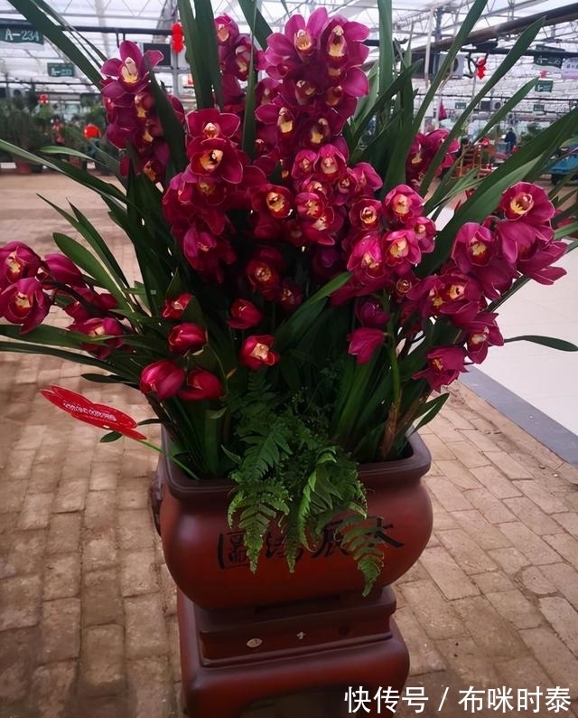 5种“漂亮花”,名字里都带有一个“兰”字,开花时太美了